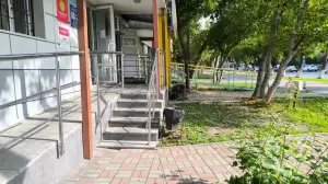 Фотография Ромашка 0